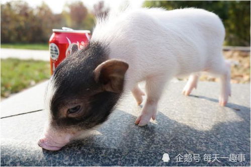 老人的話真不假——71年豬豬豬的后半生，知命還是認命
