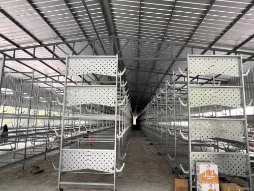 80后大學生返鄉創業，蛋雞養殖年銷售額破億元