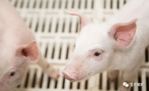 屬豬者六月提醒 以靜制動(dòng)，轉(zhuǎn)憂為安